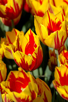 Yellow Red Tulip